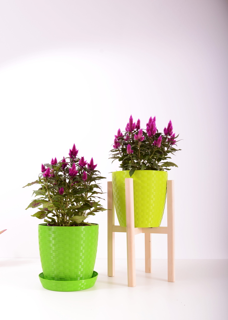 flowerpot, new, flowering plant, flower pot, horticulture, decorate, flower arrangement, studio shot, garden, colorful, red, copy space, beauty in nature