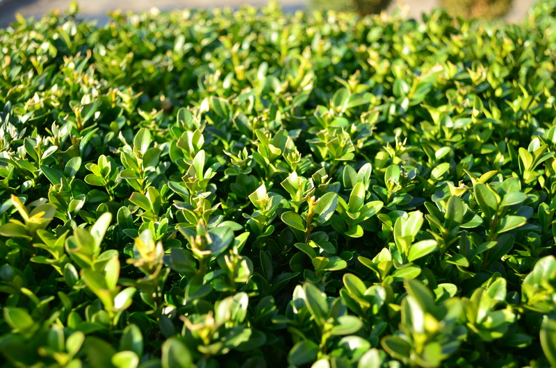 full frame, plant part, leaves, plantation, leaf, food and drink, nature, no people, tea leaves, plant, food, day, field, sunlight, 4K, freshness, boxwood