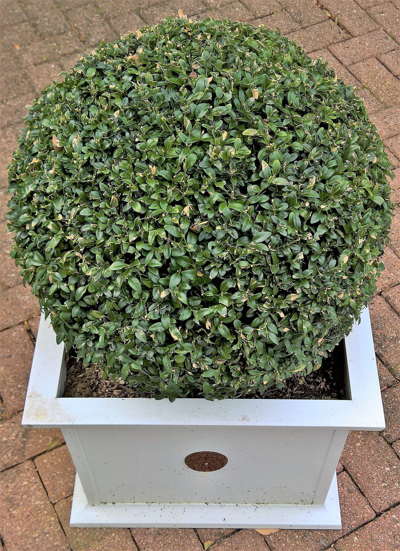 freshness, larnakes, food, outdoors, day, no people, 2K, boxwood ball, food and drink, container plant, white planters, plant, plant part, garden, container