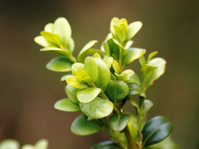 freshness, garden plant, plant, focus on foreground, close-up, Leaves, outdoors, 2K, bush, Boxwood, beginnings, food, beauty in nature, flower, plant part