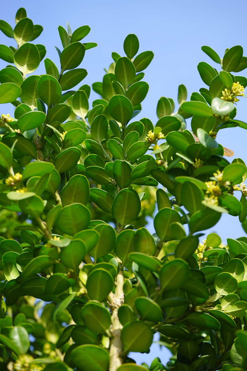 ornamental shrub, tree, leaf, tranquility, low angle view, day, close-up, clear sky, leaves, book, ornamental plant, freshness, green color, green, 5K