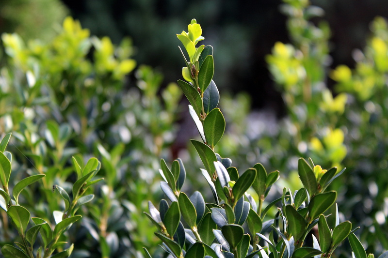 growth, plantation, freshness, day, outdoors, nature, plant part, vulnerability, boxwood, beauty in nature, land, 5K, twigs, bush, no people, flowering plant