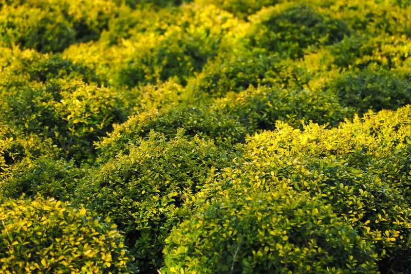 book, outdoors, yellow, no people, gartendeko, garden plant, leaves, land, bush, field, flowering plant, ornamental shrub, freshness, beauty in nature