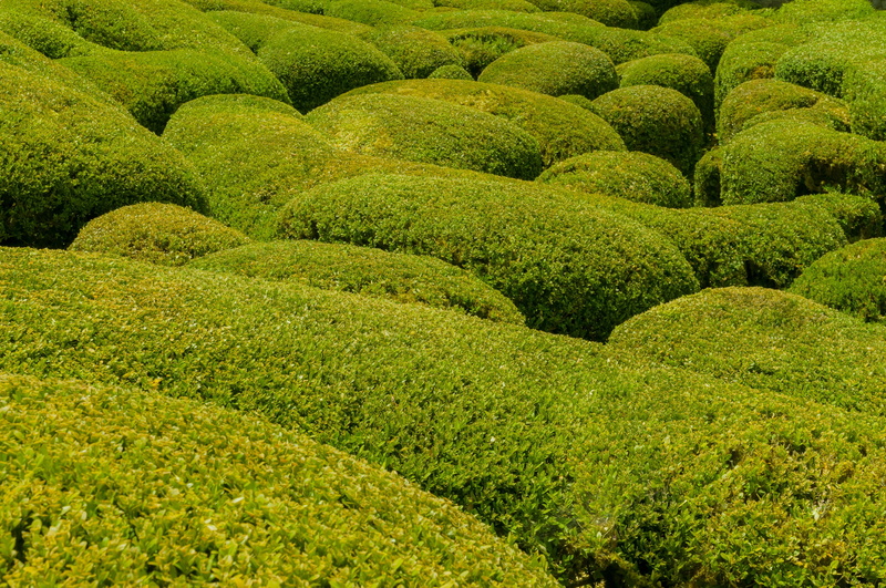 foliage, botany, pattern, backgrounds, tea crop, beauty in nature, france, plant, no people, crop, environment, sculpted, chateau, agriculture, bush, leaf