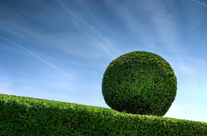scenics - nature, green Color, no people, hill, cloud - sky, outdoors, 4K, boxwood, beauty in nature, environment, buxus, ball, daytime, outdoor, summer