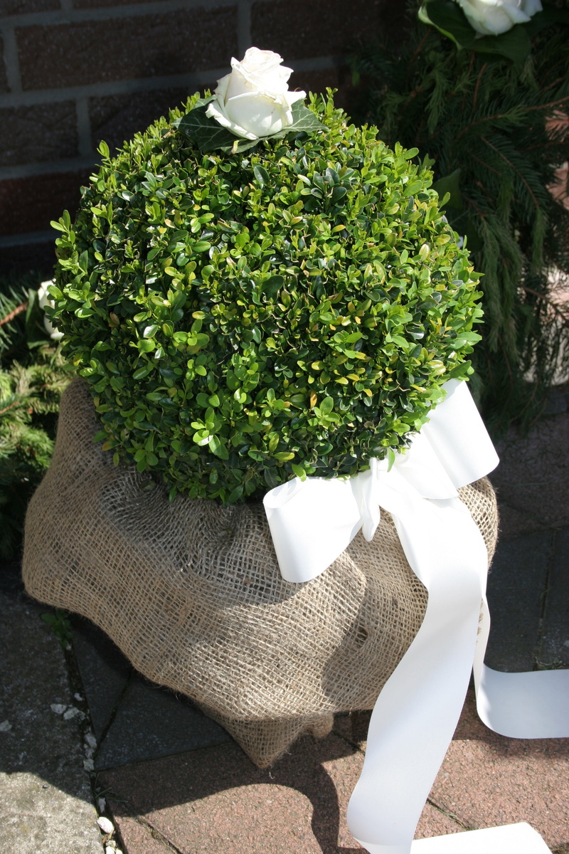 flowering plant, nature, boxwood, no people, leaf, loop, growth, outdoors, high angle view, hedge, plant part, green color, freshness, beauty in nature