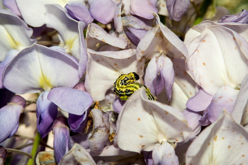 pest, freshness, doll, flowering plant, caterpillar, blue rain, pollination, one animal, invertebrate, purple, day, beauty in nature, flower head, outdoors