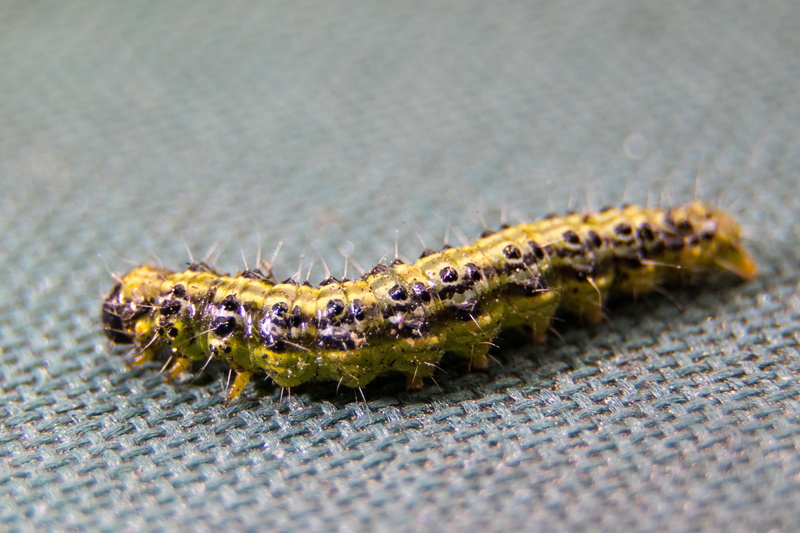 pest, close, worm, one animal, larva, selective focus, animal wildlife, animal themes, crawling, boxwood borer, animal body part, boxwood, outdoors, close-up