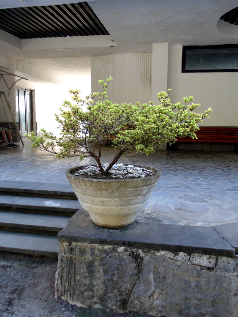 outdoors, window, boxwood, water, tree, architecture, abkhazia, well, nature, 1080P, day, bonsai tree, building, flower pot, built structure, potted plant