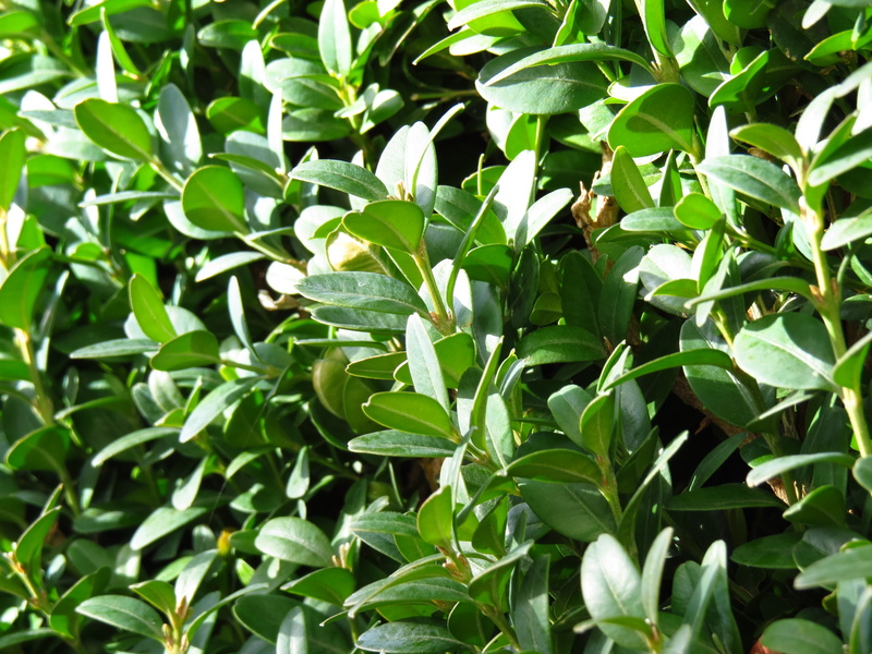 close-up, beauty in nature, common boxwood, leaf, field, leaves, sunlight, day, buxus sempervirens, selective focus, plant, full frame, green Color, boxwood