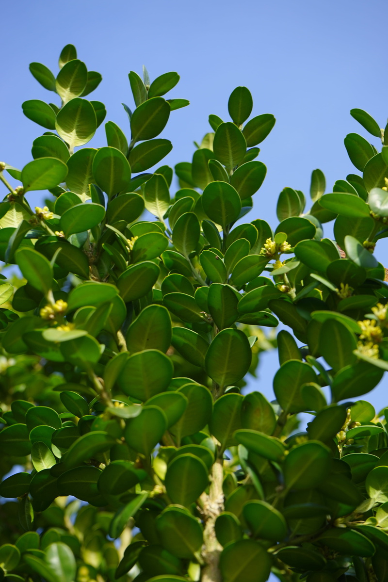 day, ordinary boxwood, low angle view, fruit, nature, Ordinary, Book, buxus, garden plant, 5K, buxus sempervirens, plant, beauty in nature, sky, no people