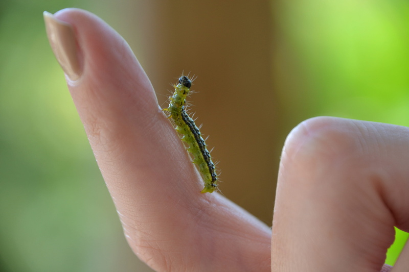 animal themes, human finger, day, one animal, macro, insect, animal, human Hand, 4K, wildlife, Borer, Boxwood, invertebrate, nature, animals in the wild