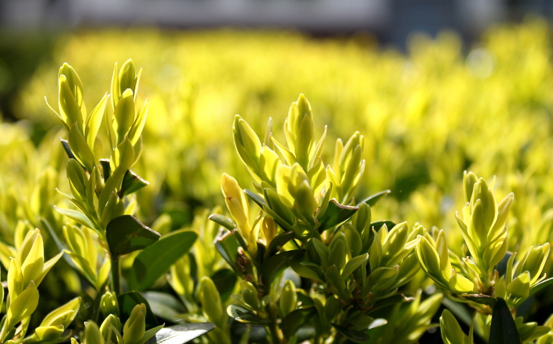 beauty in nature, agriculture, green color, summer, crop, landscape, garden, growth, focus on foreground, day, leaves, boxwood, nature, yellow, close-up