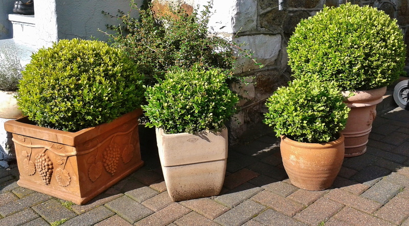 bush, built structure, front or back yard, book, container, gartendeko, building exterior, ornamental, potted plant, terrace plant, green color, sunlight