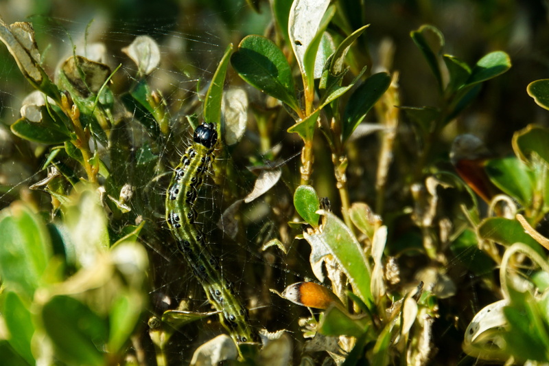 close-up, insect, book, animals in the wild, selective focus, 4K, day, caterpillar, plant, borer, beauty in nature, no people, nature, animal wildlife