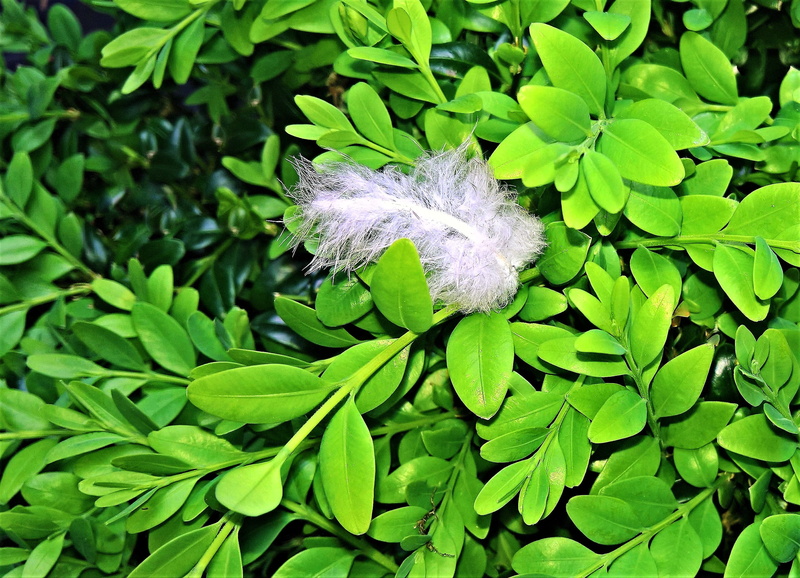 vulnerability, outdoors, flower, fragility, flowering plant, day, close-up, growth, small white feather, softness, feather, white color, 2K, tender green
