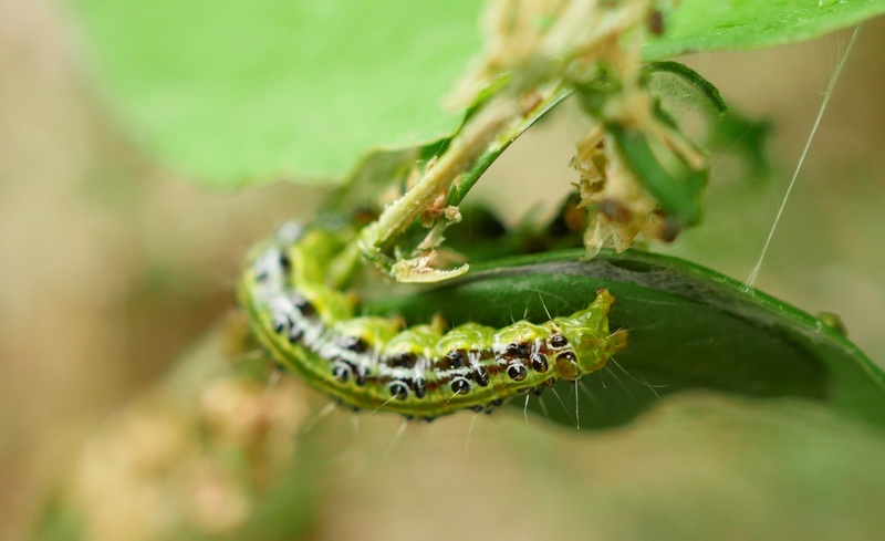 infestation, focus on foreground, macro, no people, nature, outdoors, boxwood borer, selective focus, home, arthropod, eat, animal eye, animal themes, green color