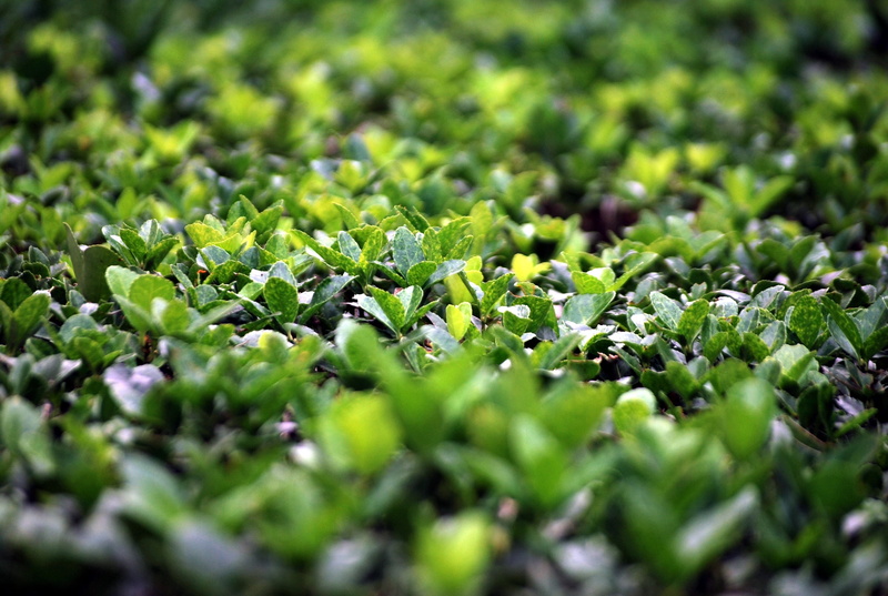 beauty in nature, evergreen, selective focus, grass, green Color, backgrounds, food and drink, day, healthy eating, abundance, bush, no people, growth