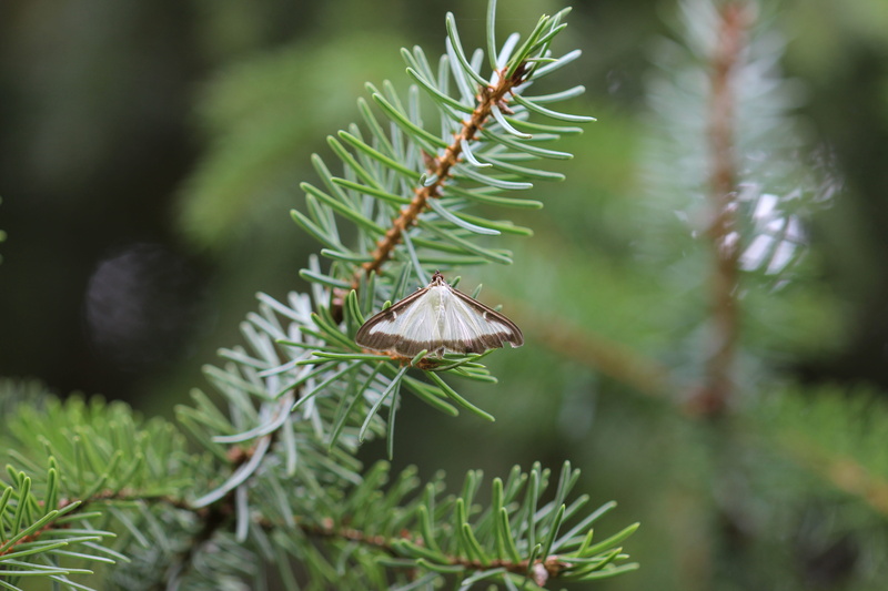 fir tree, coniferous tree, spiky, day, leaf, pine tree, tranquility, close-up, boxwood borer, no people, beauty in nature, needle - plant part, growth