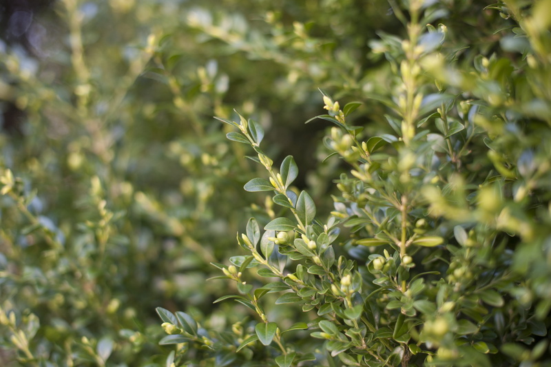 bush, garden, flowering plant, sunlight, green, vulnerability, leaf, beauty in nature, fragility, selective focus, evergreen, freshness, plant part, growth