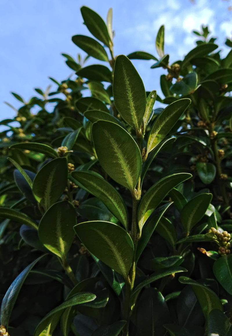 tranquility, day, selective focus, outdoors, garden plant, leaf, leaves, nature, book, boxwood, sky, herb, ornamental plant, agriculture, growth, 2K, garden