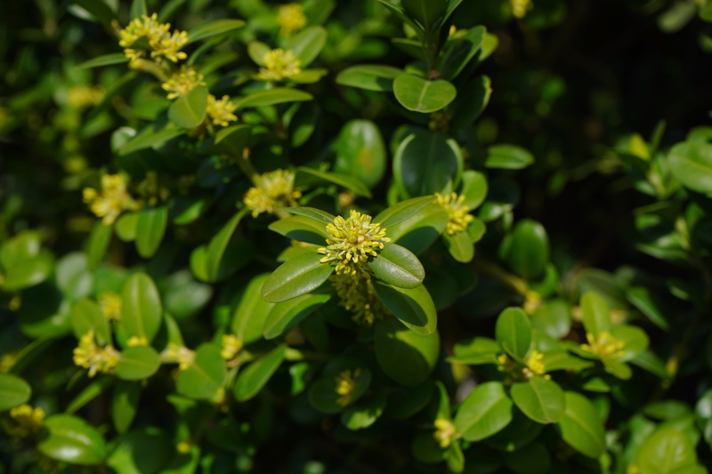 book tree blossoms, medicine, buxus, garden plant, flowering plant, leaves, nature, green color, branches, day, alternative medicine, sunlight, leaf, book blossoms