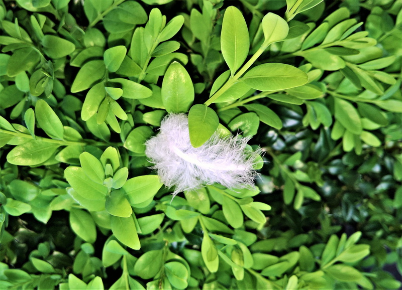 vulnerability, softness, focus on foreground, 2K, growth, beauty in nature, selective focus, feather, no people, leaf, white, boxwood, fragility, white color