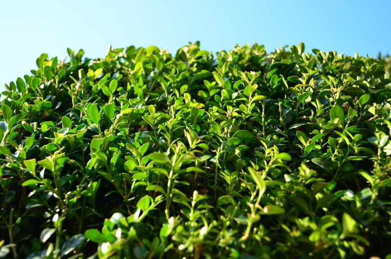 herb, agriculture, green, freshness, beauty in nature, evergreen, outdoors, field, sky, land, tea crop, 4K, green color, day, no people, food and drink