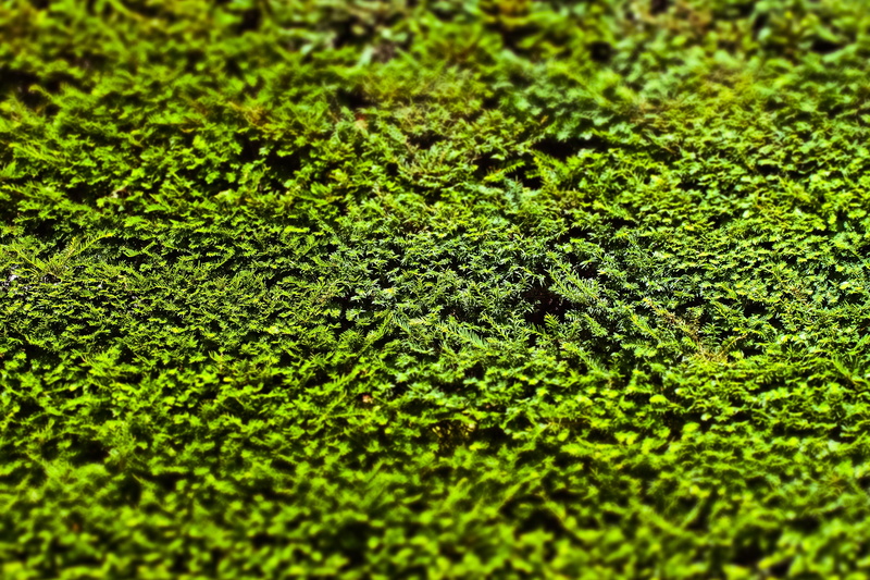 no people, full frame, containment, 4K, leaves, garden, backgrounds, deciduous tree, tree, green, foliage, close-up, privacy, freshness, plant, green color