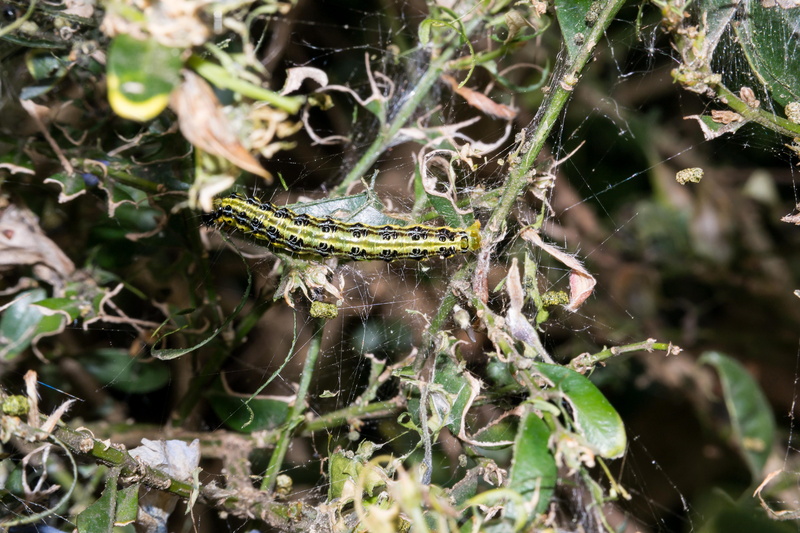 larva, one animal, destroy, Borer, invertebrate, Boxwood, destruction, vertebrate, animal wildlife, green color, growth, focus on foreground, nature, leafes