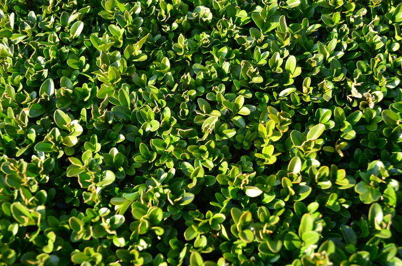 4K, freshness, leaf, full frame, boxwood, plant, tranquility, clover, nature, beauty in nature, foliage, evergreen, no people, day, high angle view, lush foliage