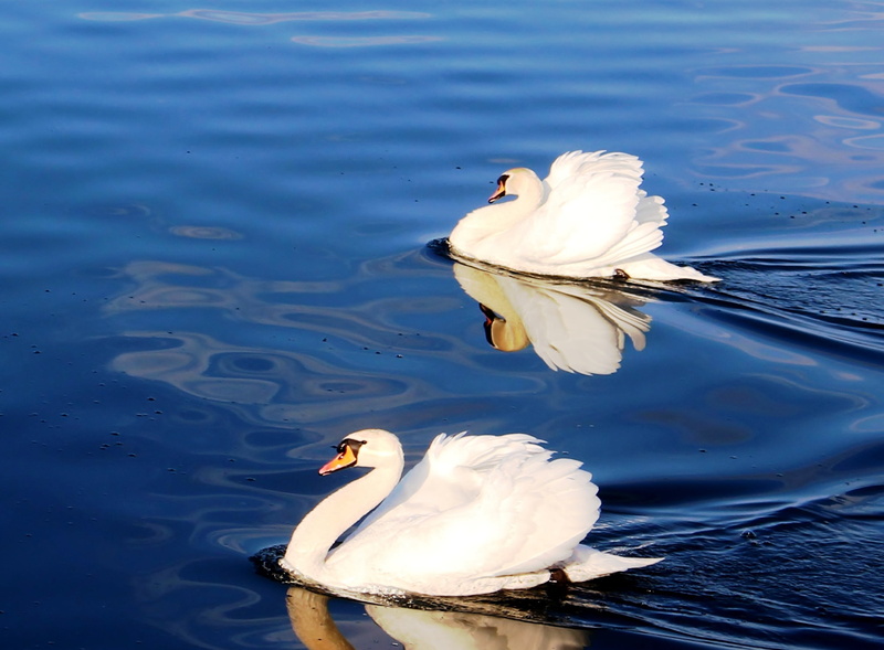 animal wildlife, wildlife, lake constance, rorschach, floating on water, group of animals, couple, white color, two animals, lake, pride, no people, plumage