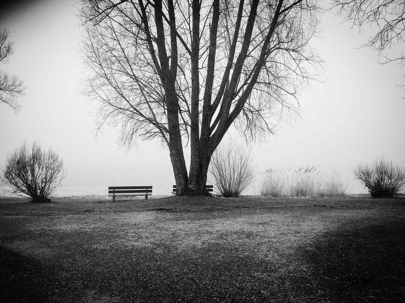 Tree, 2K, photography, black And White, environment, tranquility, no People, plant, rural scene, Bank, grass, grayscale, bench, land, park - Man Made Space