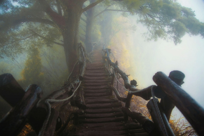 atmosphere, path, nature, wooden surface, 720P, landscape, mist, forest, trees, bridge