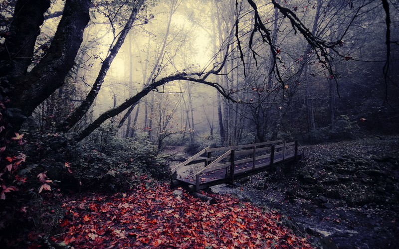 bench, park - Man Made Space, horror, beauty In Nature, dark, spooky, leaves, tree, tree trunk, scenics - nature, bare tree, tranquil Scene, brown, trunk