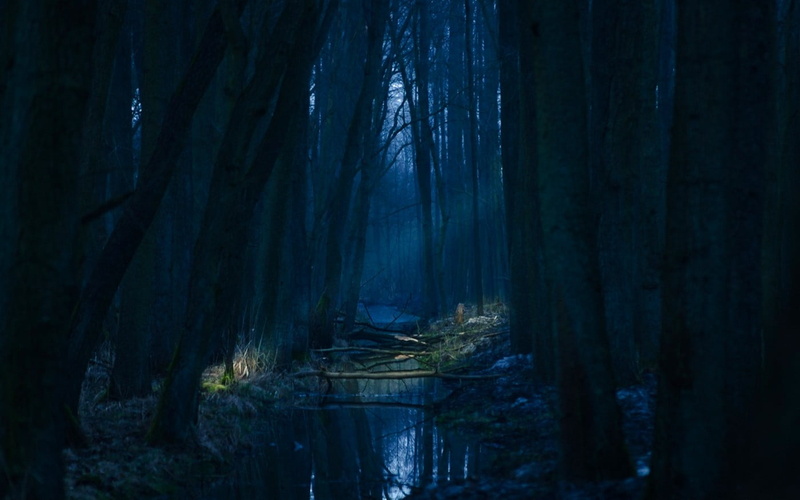 land, mystery, environment, creeks, forest, tranquil scene, trees, tranquility, spooky, mist, landscape, woodland, blue, bridge, non-urban scene, sun rays