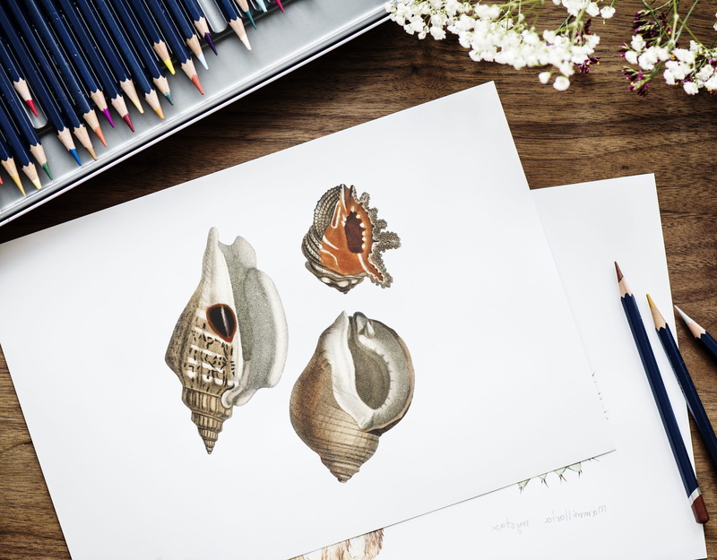 plant, 1080P, document, sketch, table, no people, life, hobby, flatlay, cute, illustrationist, publication, writer, choice, stationery, coloring, still life