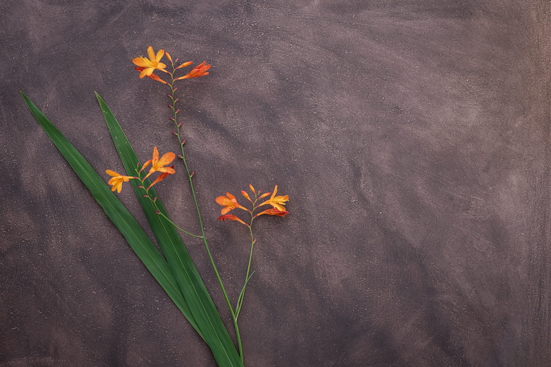 backgrounds, green Color, growth, plant part, nature, copy space, plant, oblong, flower, flowering plant, ornamental plant, black color, orange flower