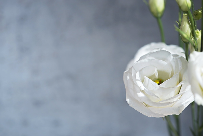 text dom, sweet, bouquet, flower head, flower, nature, vulnerability, springtime, shallow, close-up, rose - flower, rose, bloom, flowering plant, outdoors