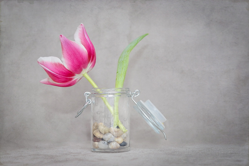 pink color, pink, tulip, 2K, flower arrangement, blossom, indoors, close-up, bloom, freshness, vase, plant, glass, no people, petal, airtight, text dom