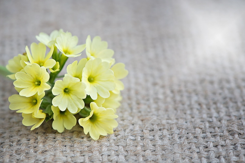 1080P, close-up, no people, flower, day, text dom, cowslip, rhododendron, pointed flower, high angle view, petal, inflorescence, flowers, yellow flowers