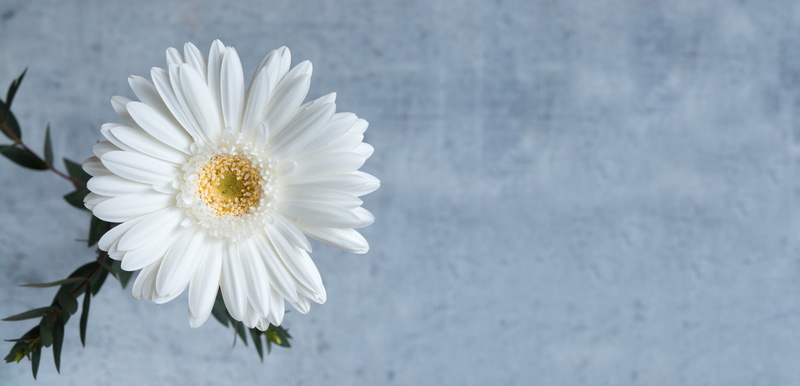 photography, pollen, design dom, negative space, flower Head, selective, focus on foreground, freshness, flowering plant, backgrounds, petal, growth, petals