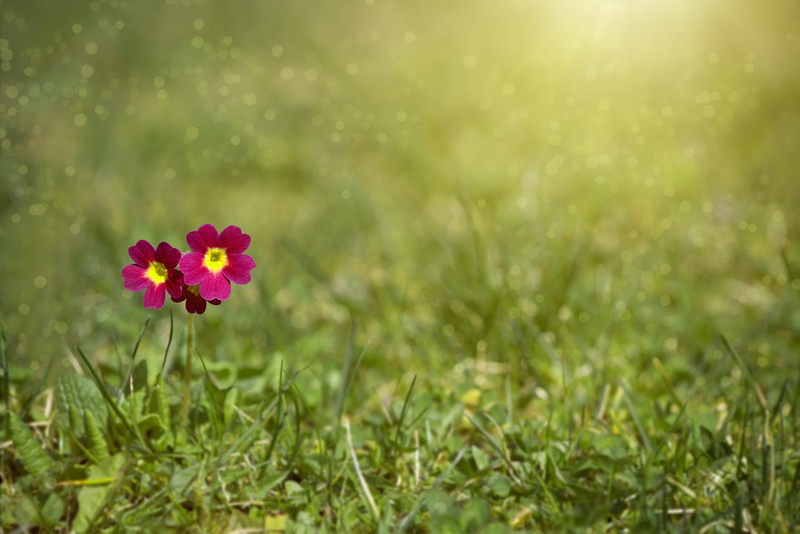 text dom, flower, grass, primrose greenhouse, flower Head, petal, freshness, field, nature, close, close-up, daisy, flowers background, pink color, sunlight