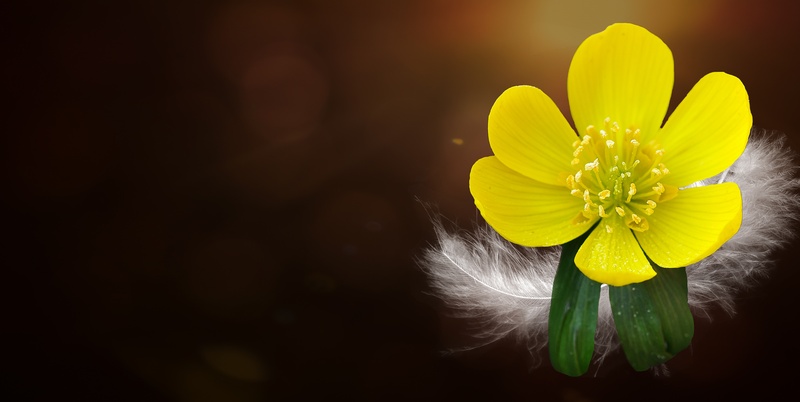 growth, softness, ground cover, 5K, bloom, greeting card, text dom, harbinger of spring, yellow, pollen, spring, kobold, valentines day - holiday, flower head