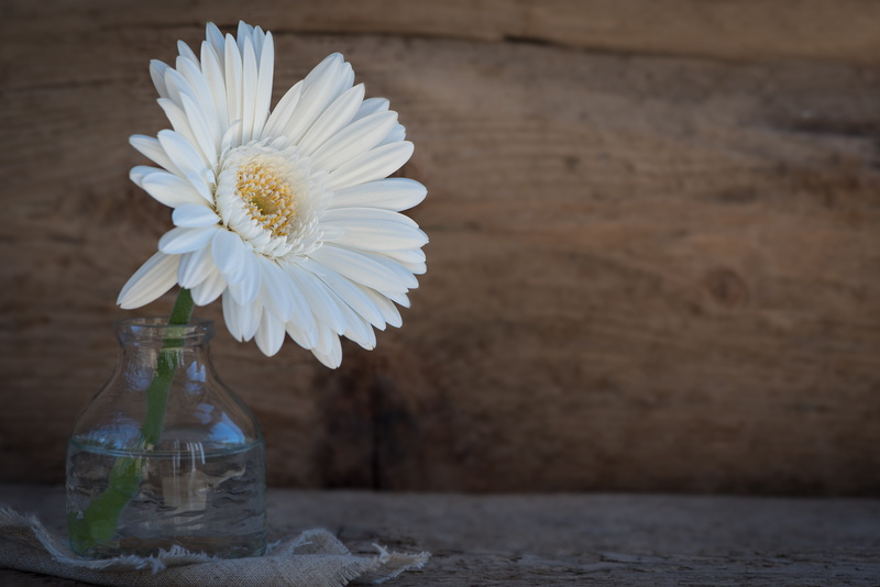 pollen, indoors, vase, close-up, gerbera, outdoors, daisy, vulnerability, no people, petaled, deco, blossom, white, flowering plant, table, bottle, softness