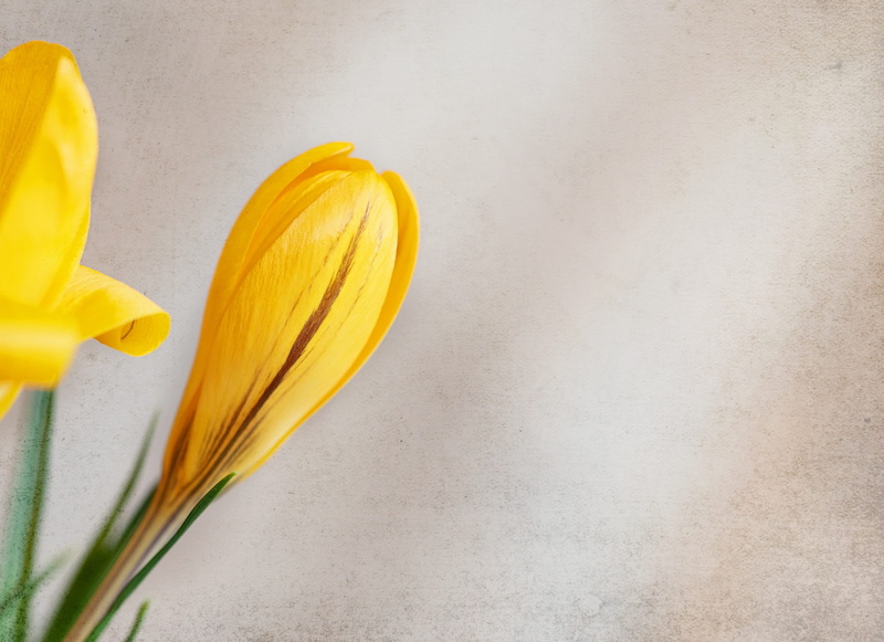 freshness, single object, copy space, close, crocus, tender, flower, food and drink, raw food, simplicity, spring flower, bloom, studio shot, food, text dom