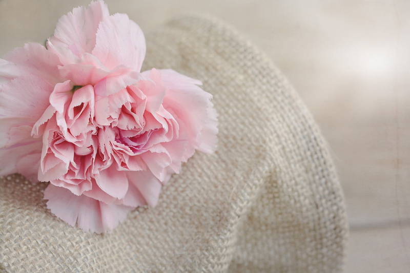 carnation, no people, textile, wedding, softness, close, decoration, pink flower, mesh, petal, schnittblume, innocence, freshness, flower, beauty in nature