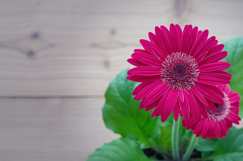 petal, summer, no people, freshness, fragility, spring flower, negative space, gerbera Daisy, flower head, gerbera, 1080P, vulnerability, flowers, nature