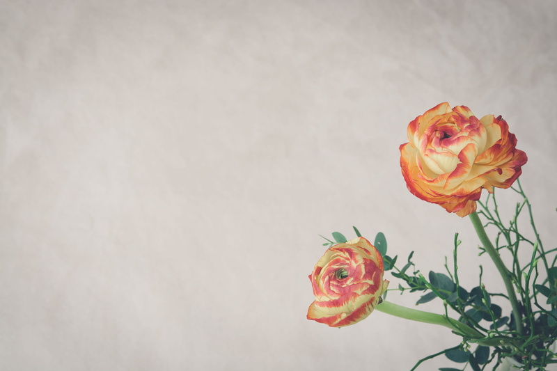 orange color, photo, flowers background, red yellow, spring flowers, fragility, flower, flower head, petaled, ranunculaceae, flower arrangement, plant