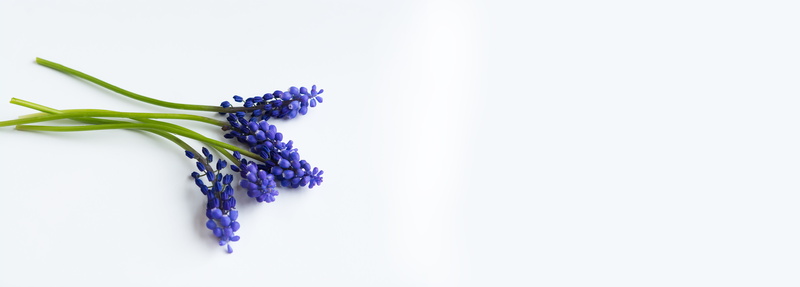 8K, copy space, surface, bunch of flowers, close, spring, healthy eating, blue, no people, flower, flowers, food, lavender, hyacinth, studio shot, wellbeing